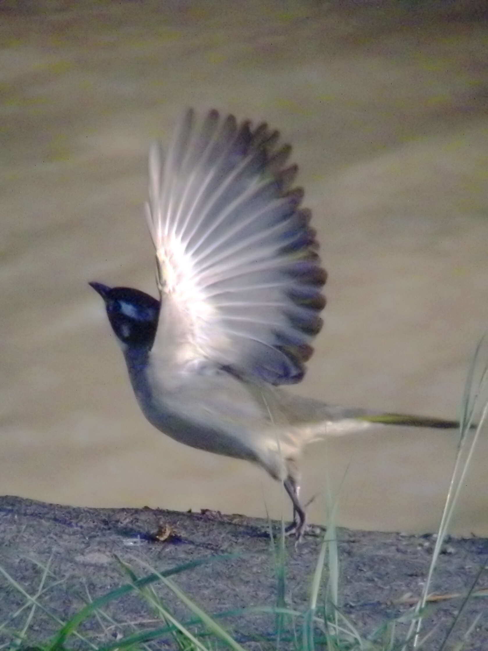 Image of Light-vented Bulbul