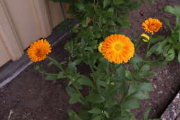 Image of pot marigold