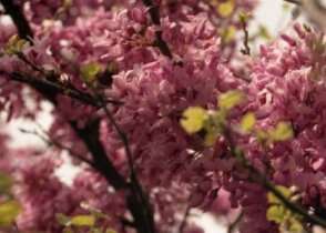 Image of Judas-tree