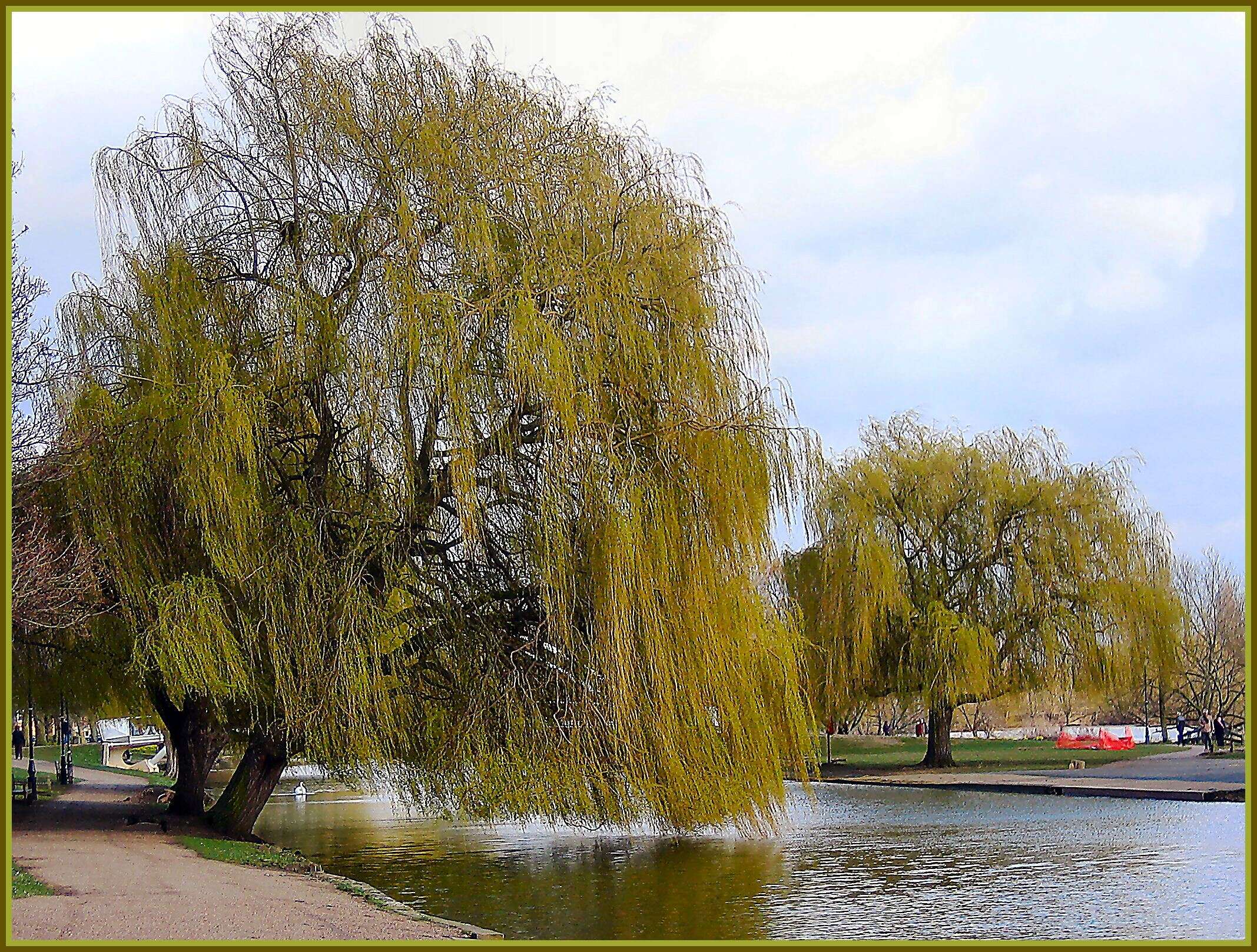 Plancia ëd Salix babylonica L.