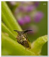 Image of treehoppers