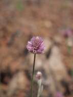 Image of Ptilotus schwartzii Tate