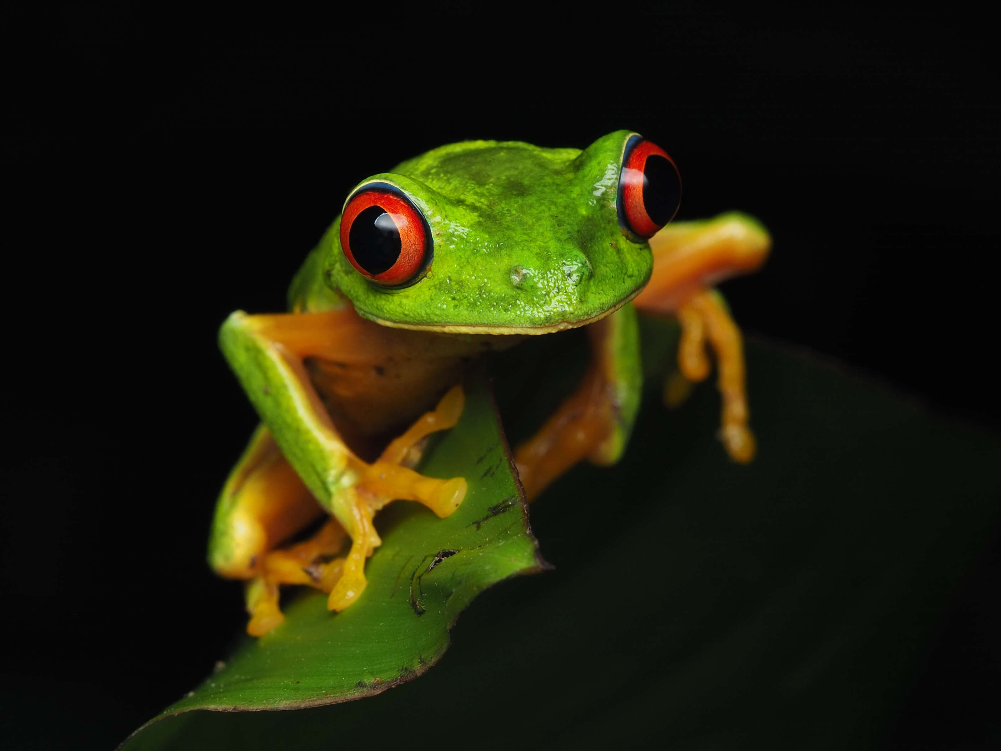 Image of Agalychnis taylori