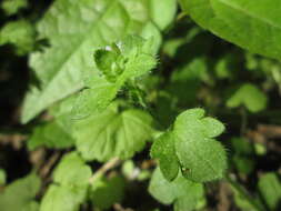 Image of ivy-leaved speedwell