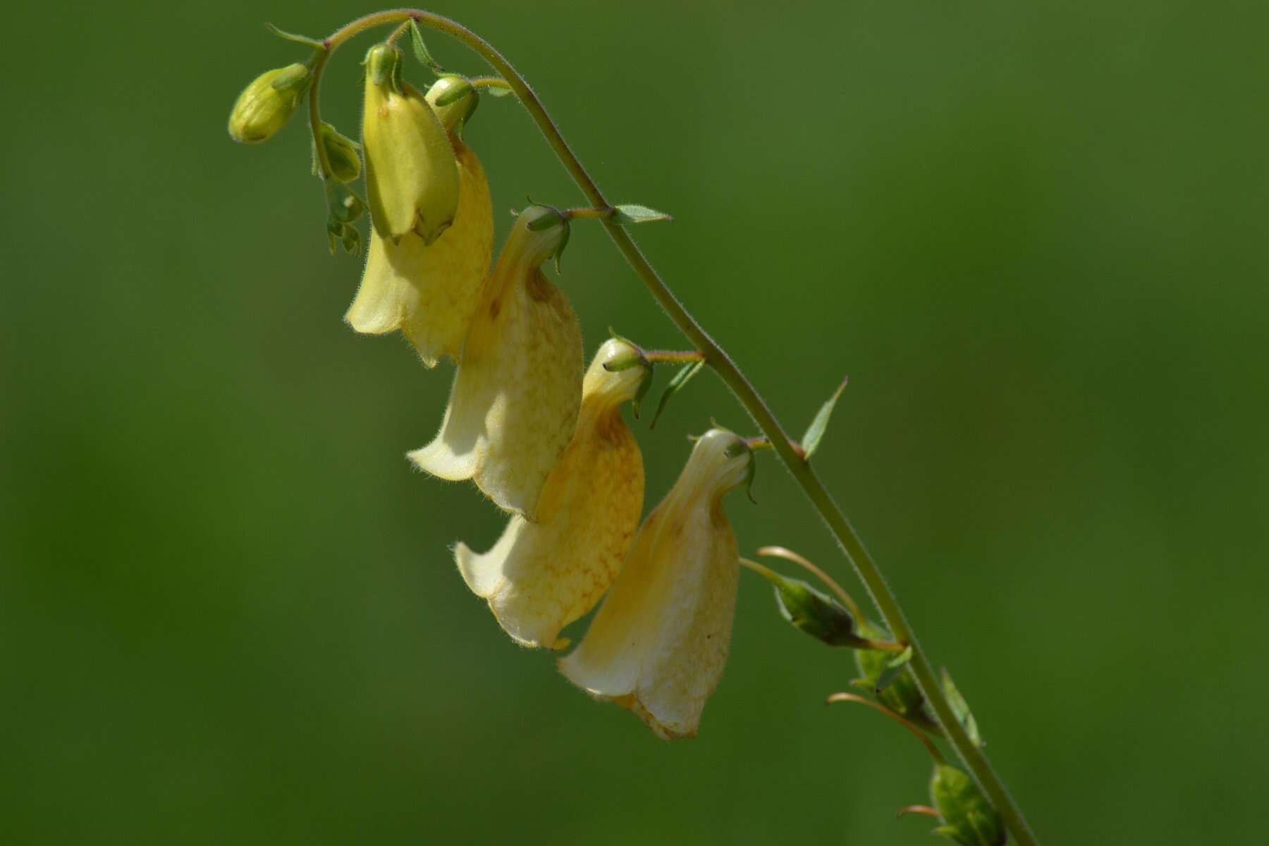 Imagem de Digitalis grandiflora Mill.