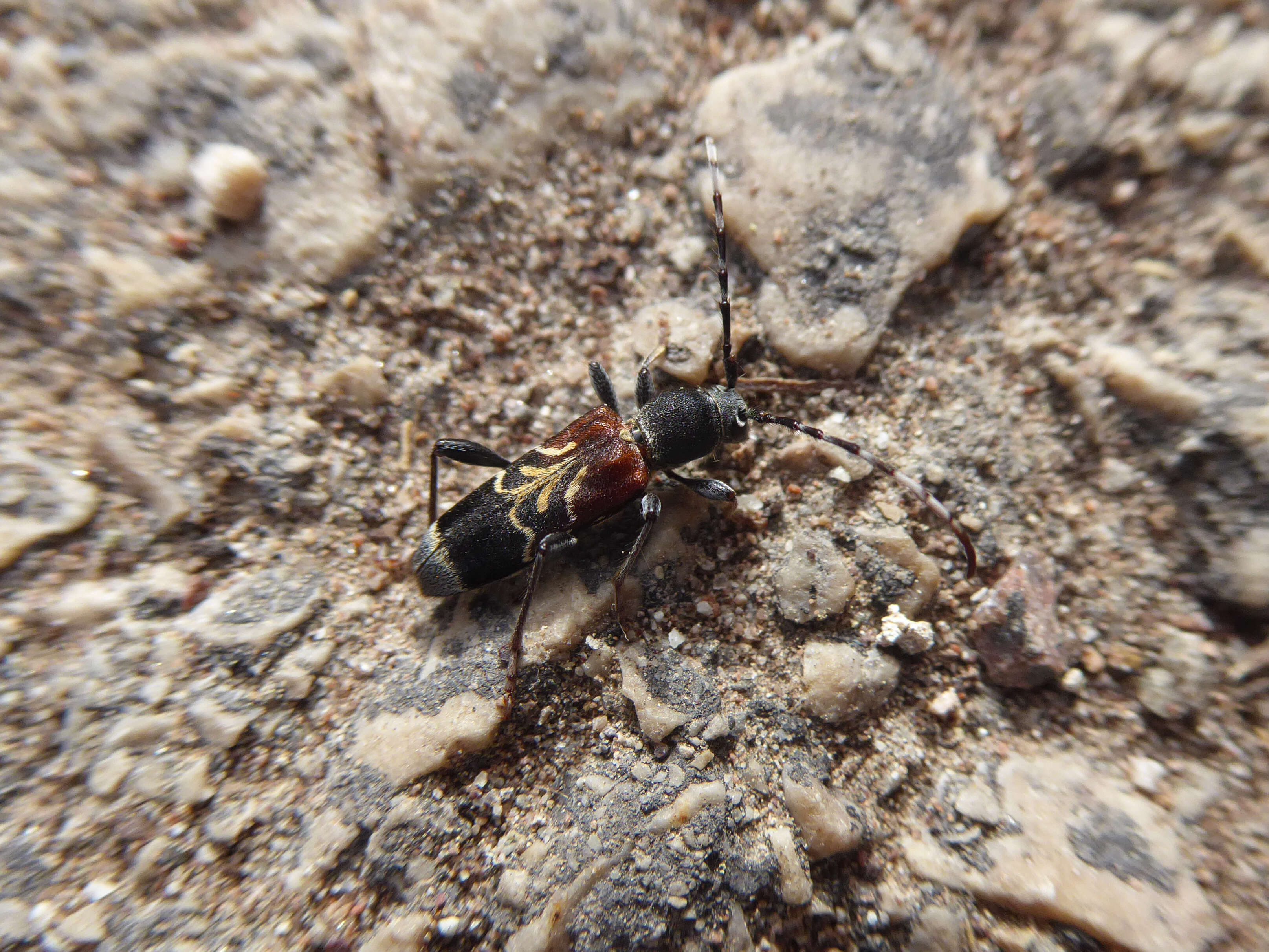 Image of grey-coated longhorn beetle