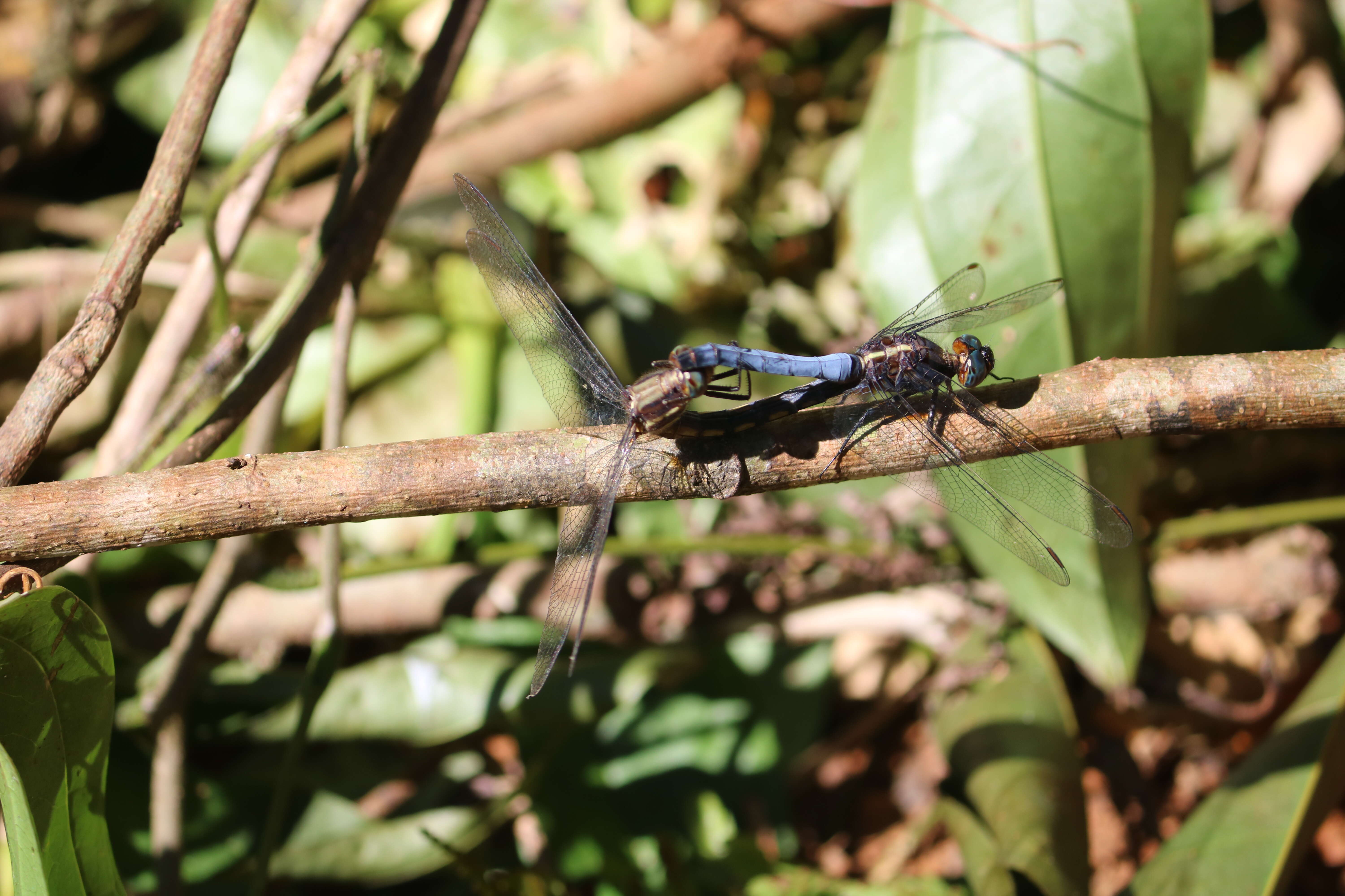 Image of blue marsh hawk