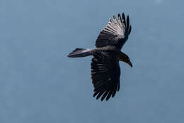 Image of Large-billed Crow