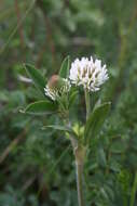 Trifolium montanum L.的圖片