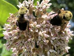 Image of Eastern Carpenter Bee