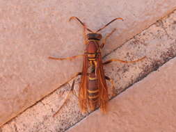 Polistes instabilis de Saussure 1853的圖片