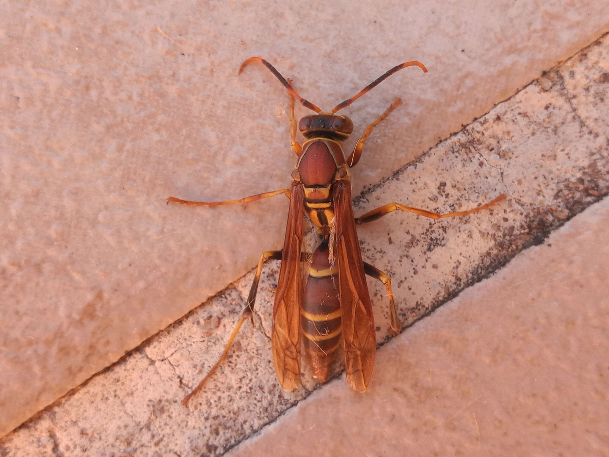 Image of Polistes instabilis de Saussure 1853