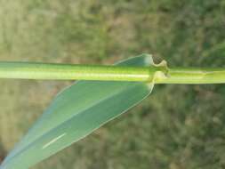 Image of giant reed