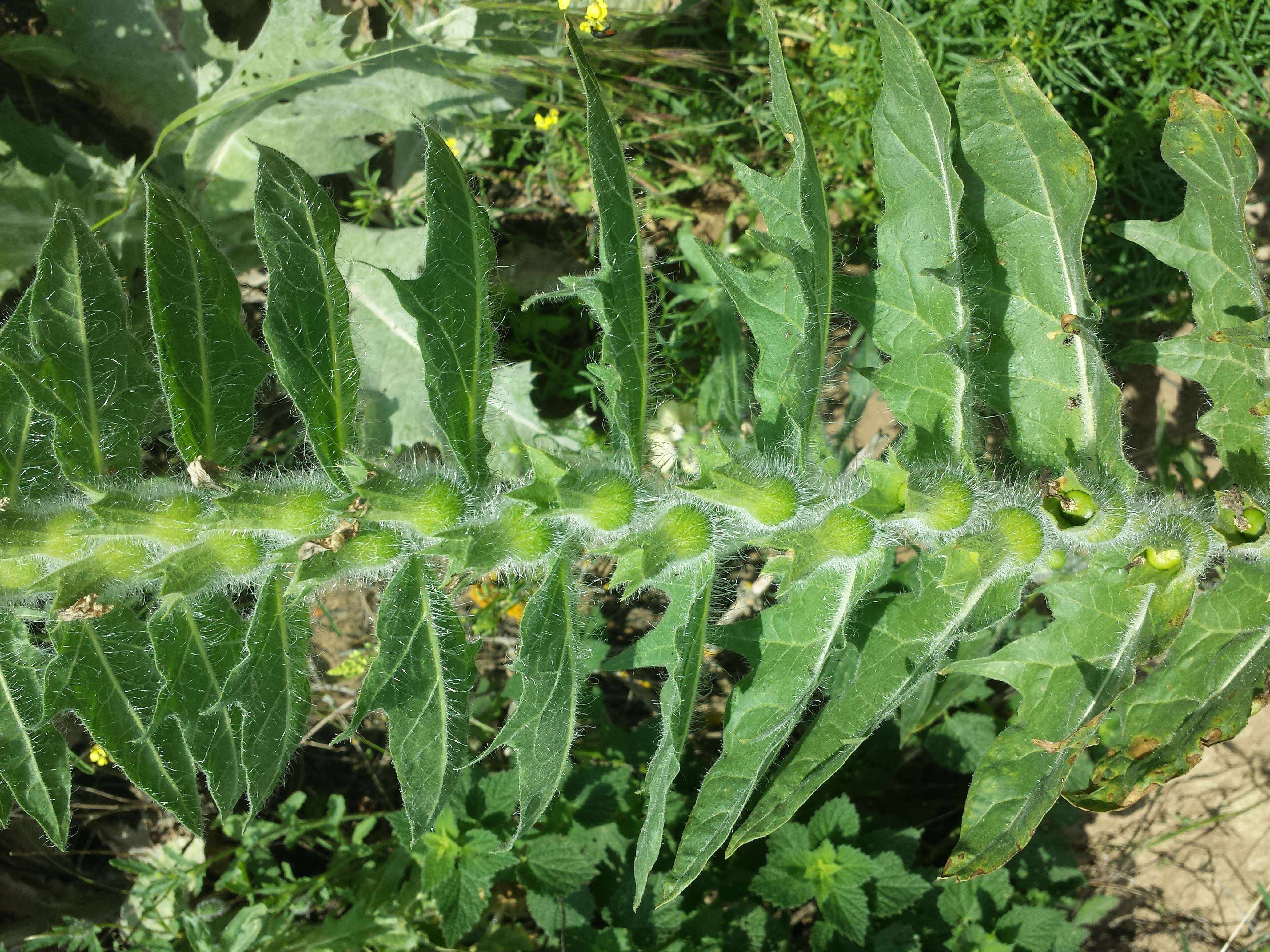 Image of black henbane