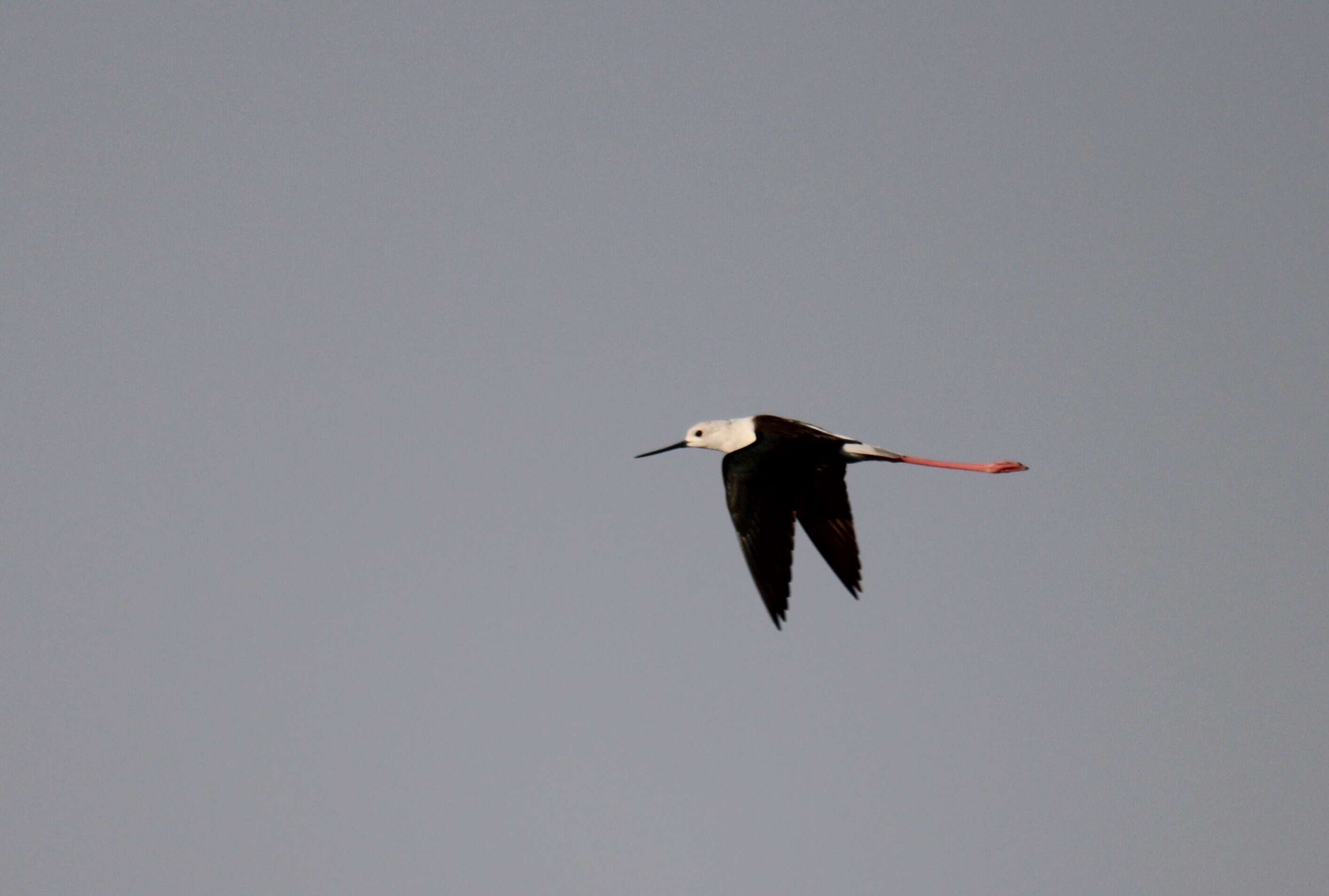 Image of Black-winged Stilt