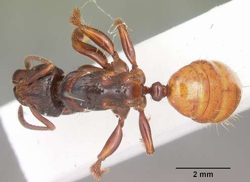 Imagem de Centromyrmex raptor