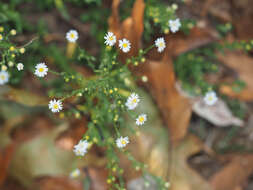 Image of Fragile-Stem American-Aster