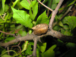 Tenodera angustipennis Saussure 1869 resmi