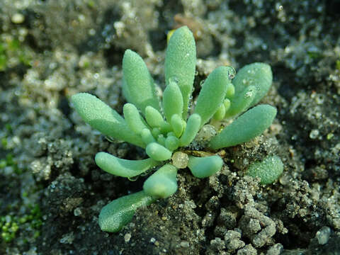 Sedum hispanicum L. resmi