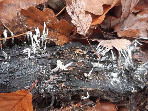 Image of Candle-snuff Fungus