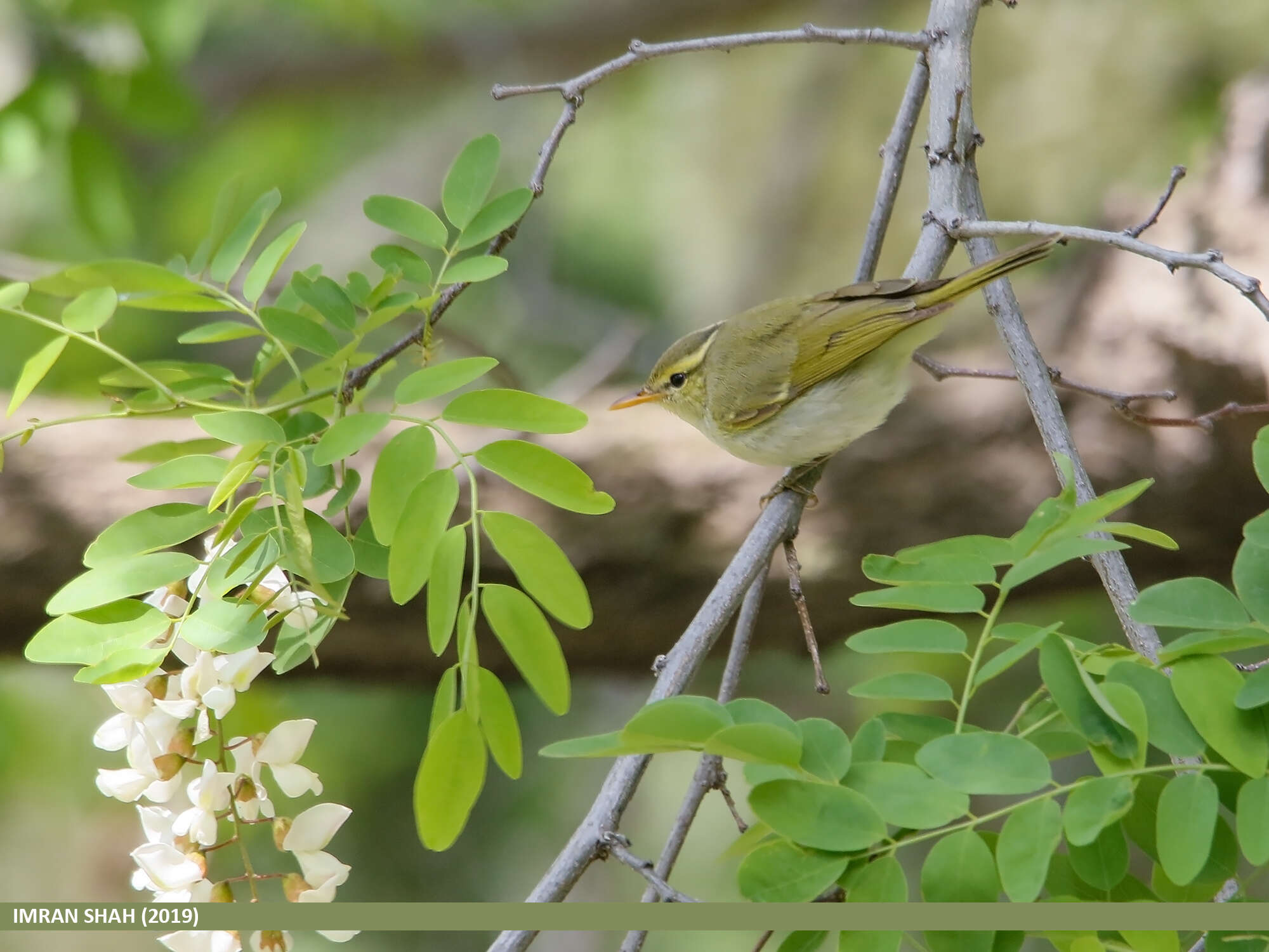 Plancia ëd Phylloscopus occipitalis (Blyth 1845)