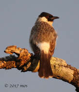 Image of Sooty-headed Bulbul