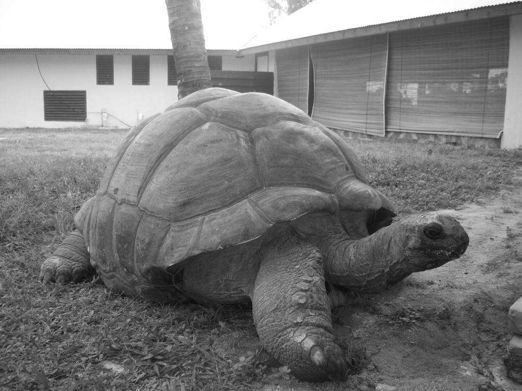 Image de Aldabrachelys gigantea hololissa (Günther 1877)