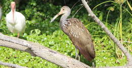 Image of limpkins