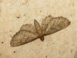 Imagem de Eupithecia haworthiata Doubleday 1856