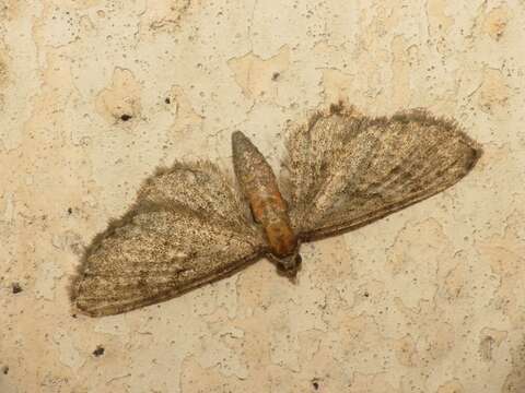 Imagem de Eupithecia haworthiata Doubleday 1856