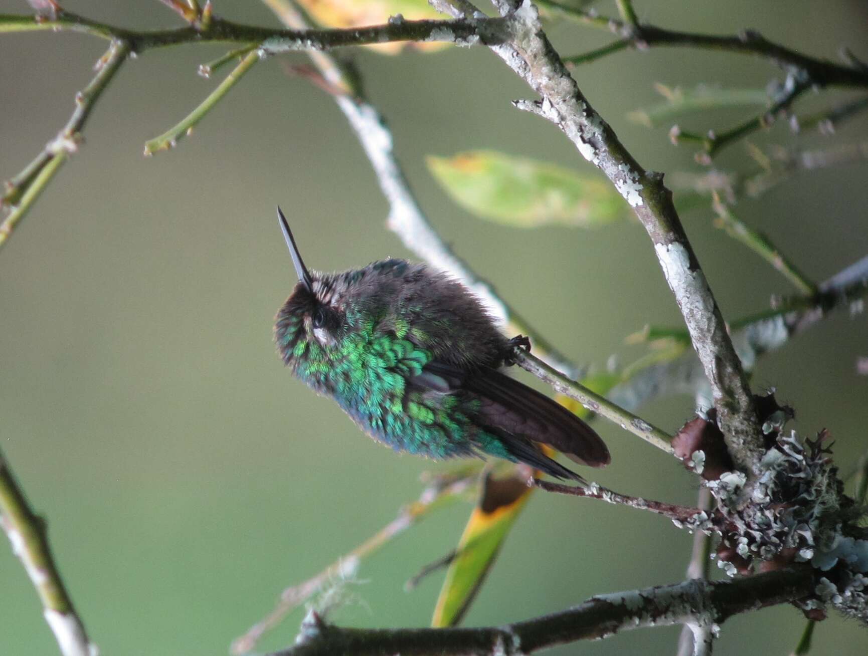 Image of Western Emerald