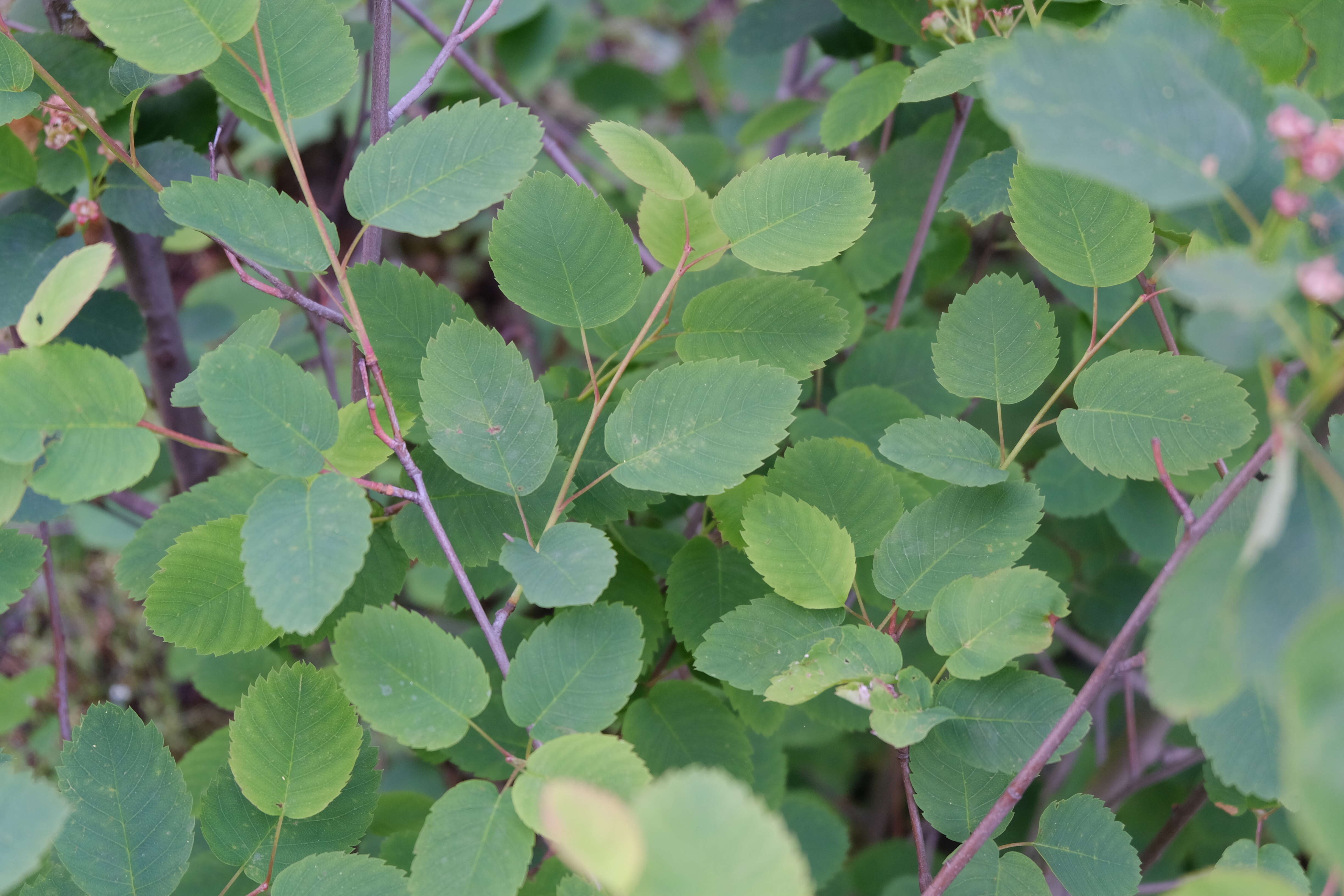 Слика од Amelanchier alnifolia (Nutt.) Nutt.