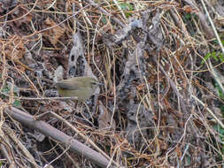 Image of Brown-flanked Bush Warbler