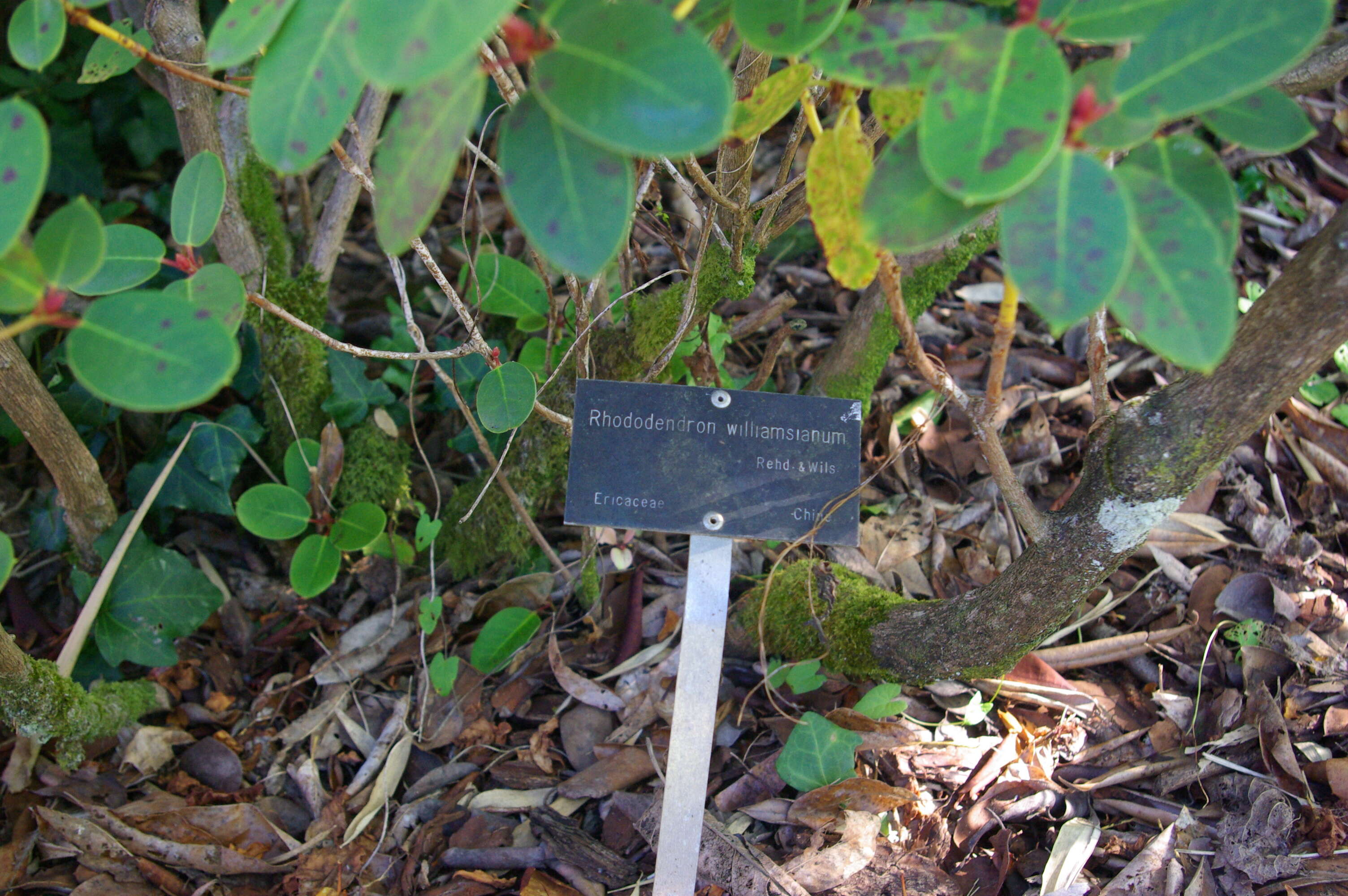 Image of Rhododendron williamsianum Rehder & E. H. Wilson