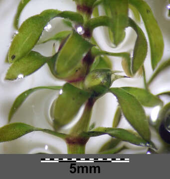 Image of western waterweed