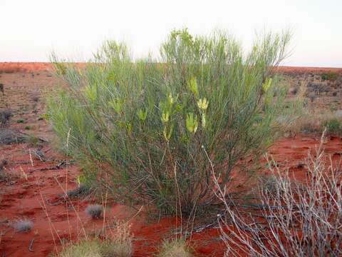 Image of Grevillea stenobotrya F. Müll.