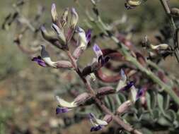 Image of widow's milkvetch