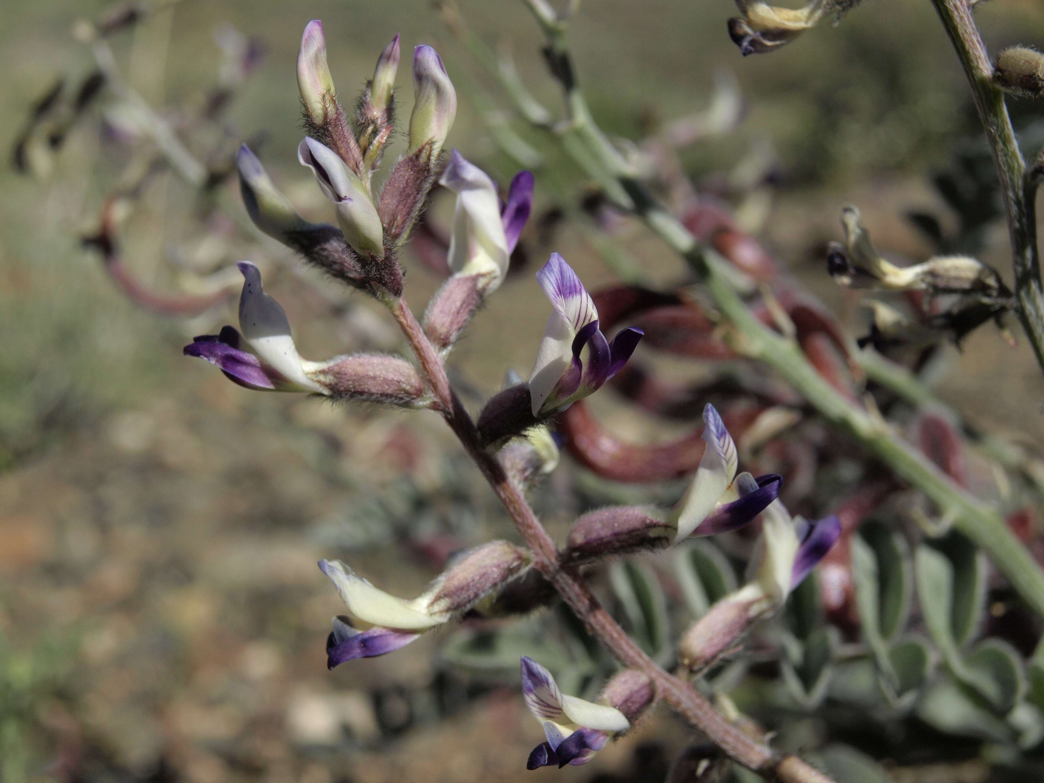 Image of widow's milkvetch