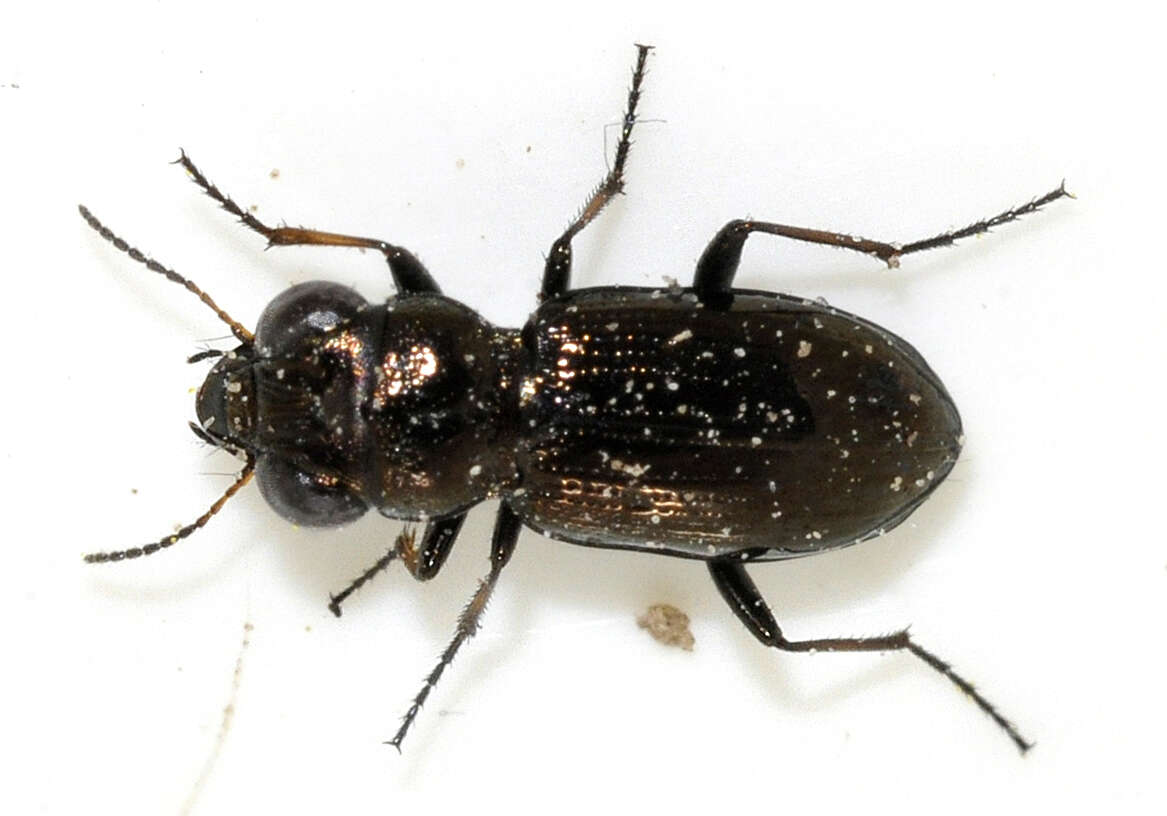 Image of Rough-necked Springtail-stalker