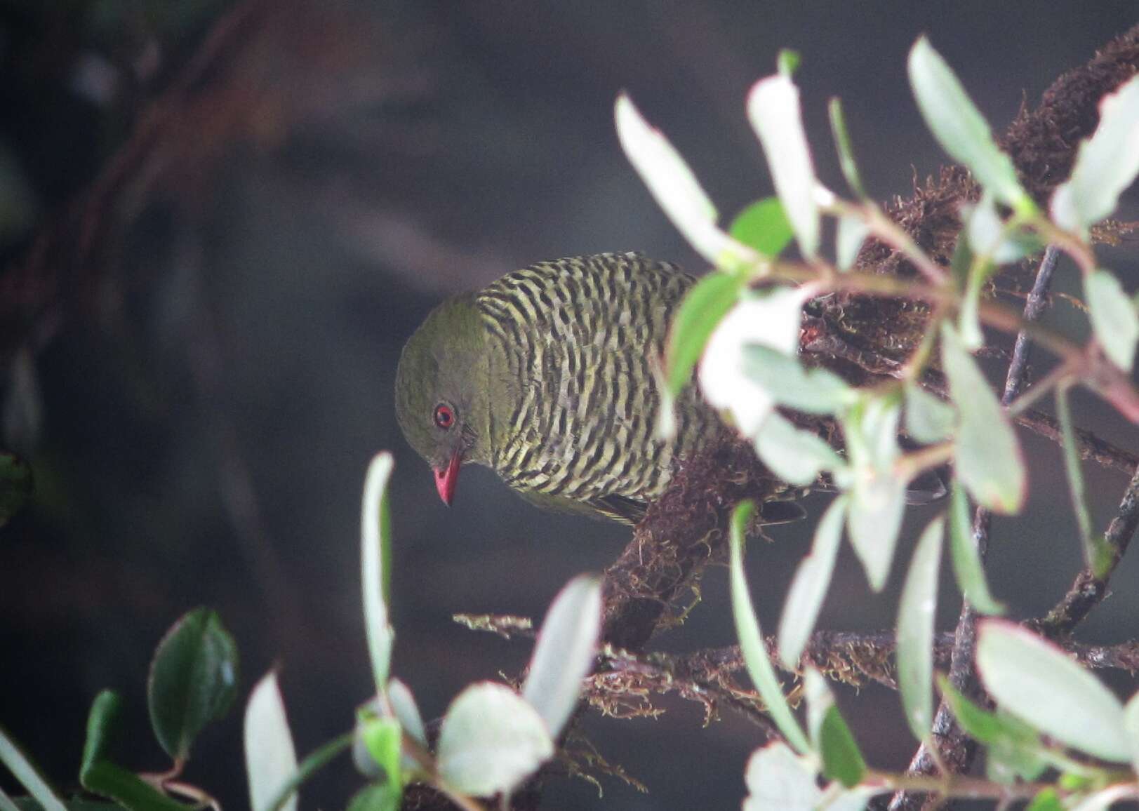 Image of Barred Fruiteater