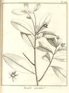 Image of ternstroemia