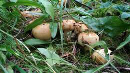 Image of Stinking Russula