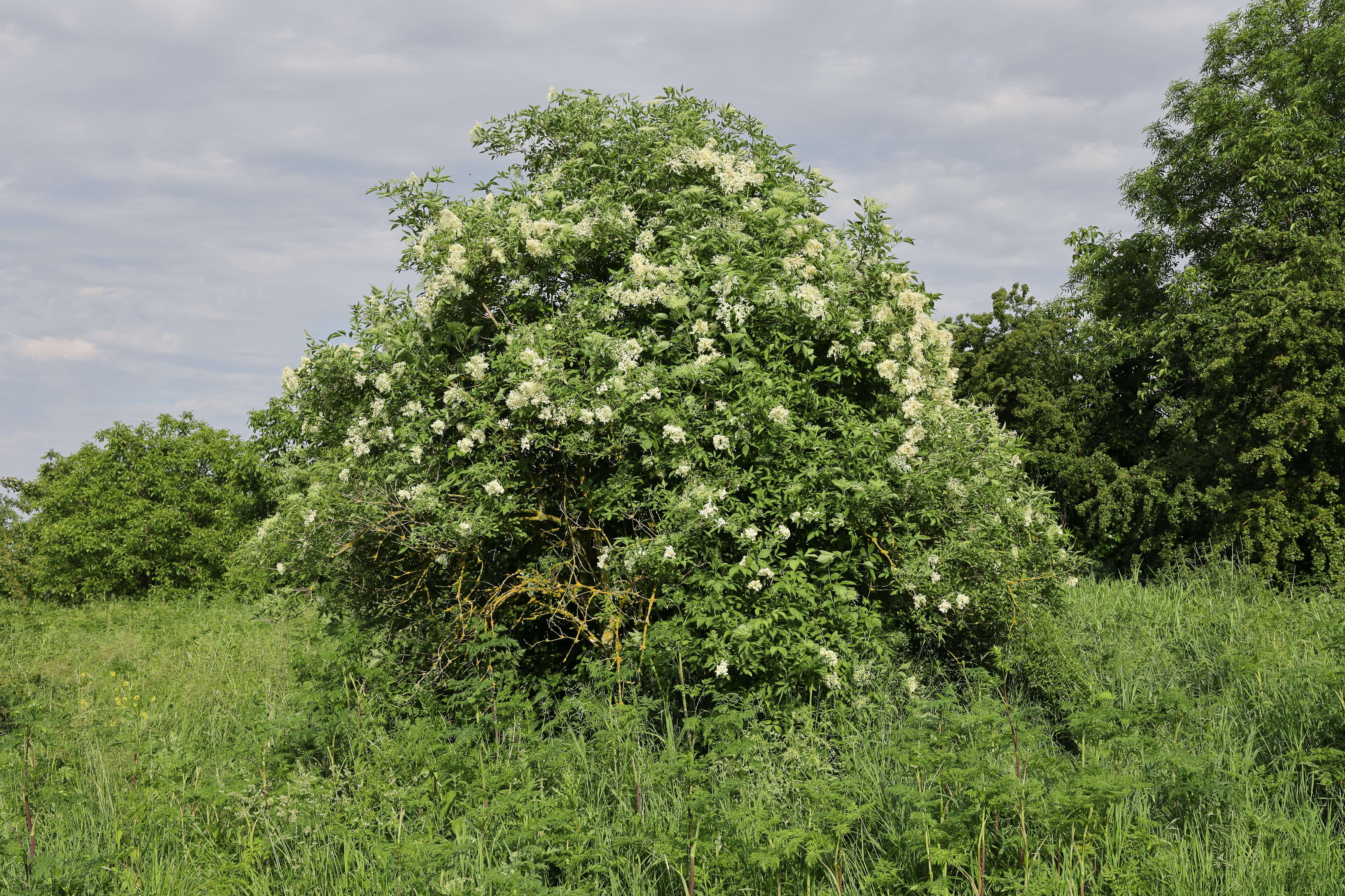 Image of Elder