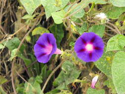 Image of tall morning-glory