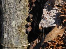 Image of dead man's fingers