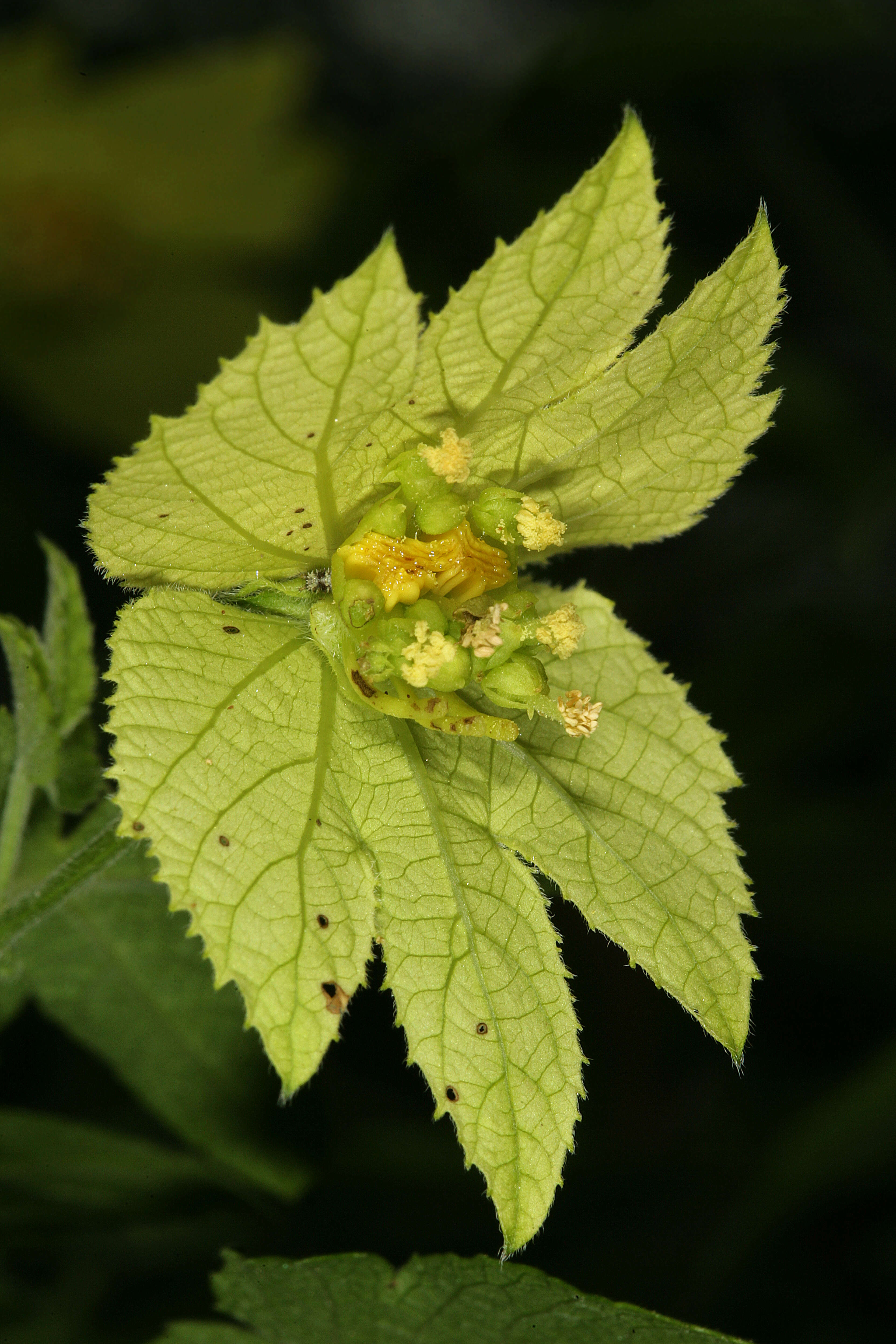 Image of Dalechampia capensis A. Spreng.