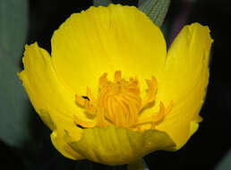 Image of tree poppy