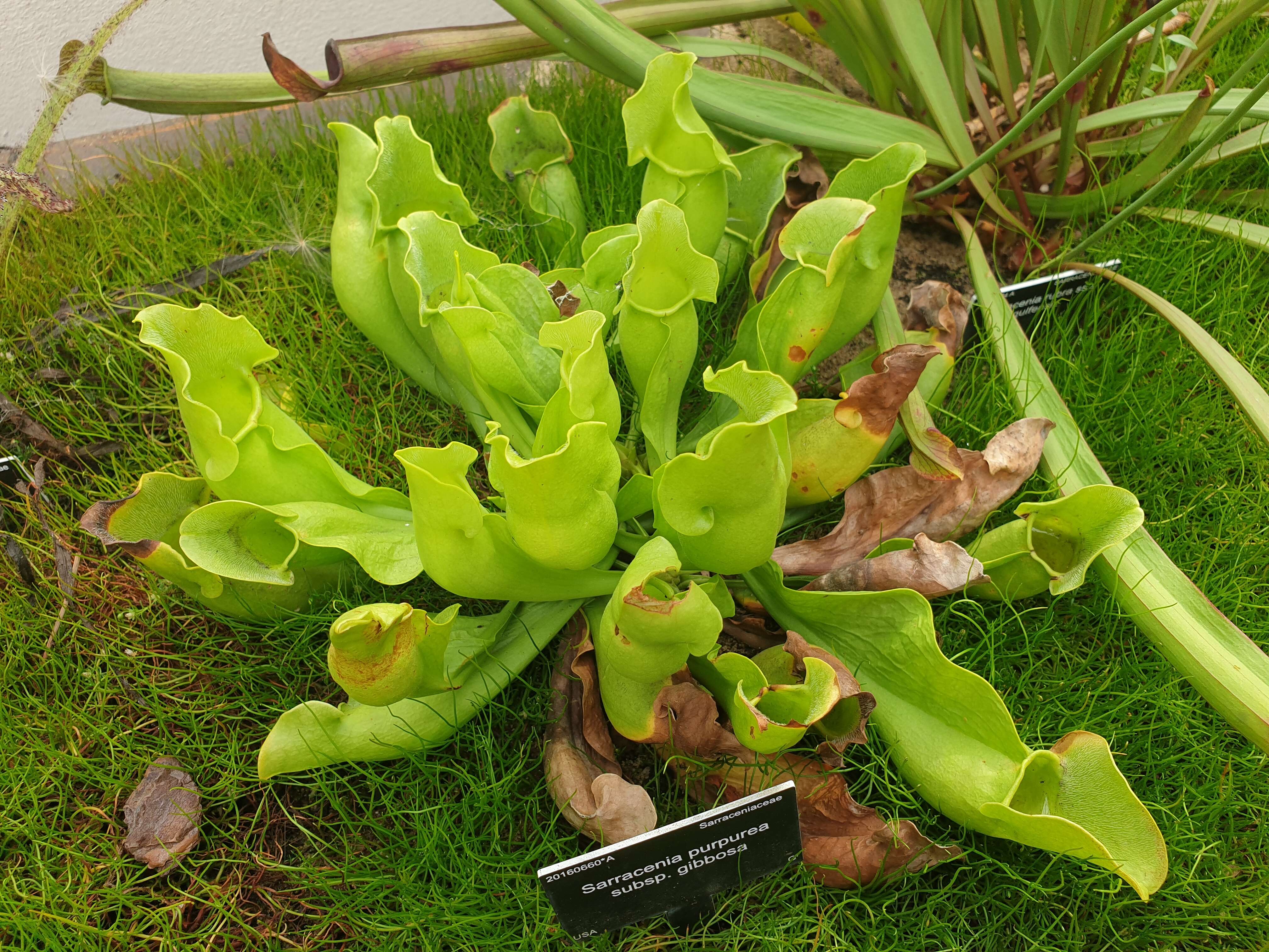 Image of purple pitcherplant