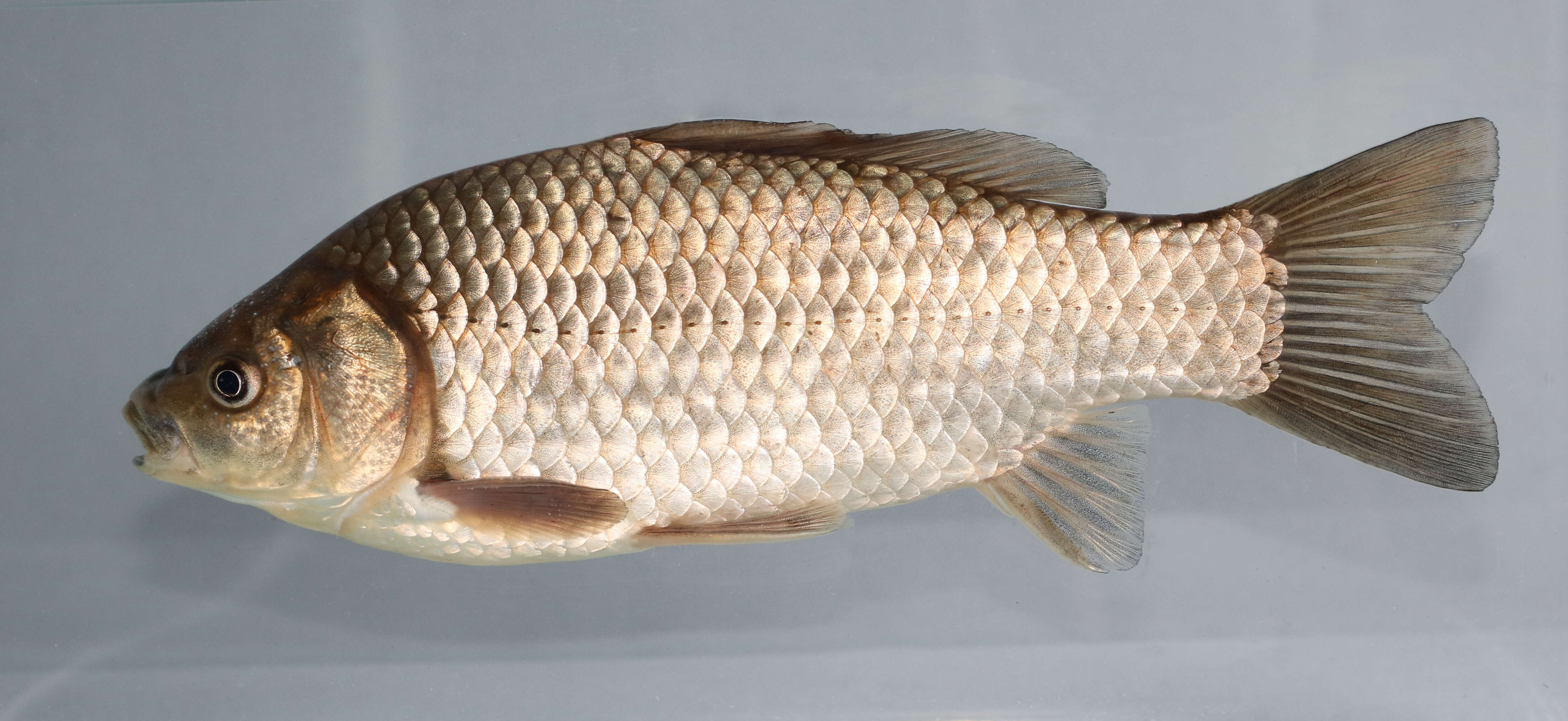 Image of Gibel carp