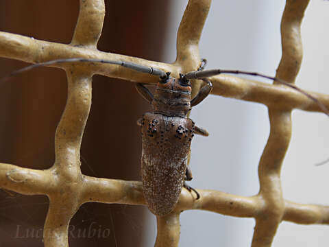 Image of Twig Girdling Beetles